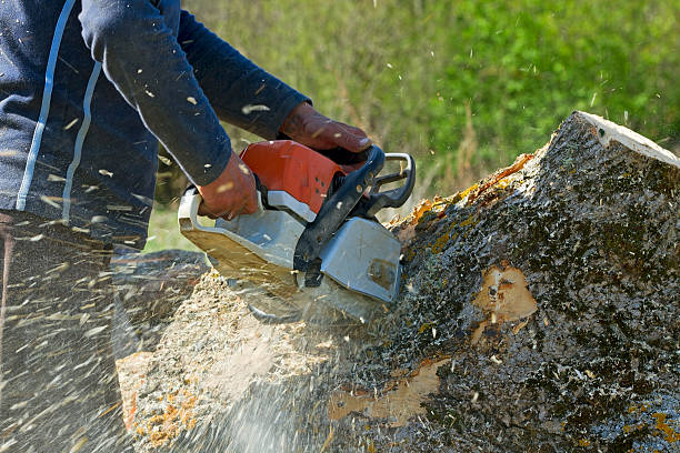 Best Tree Stump Removal  in Pharr, TX